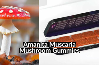 amanita muscaria mushroom gummies