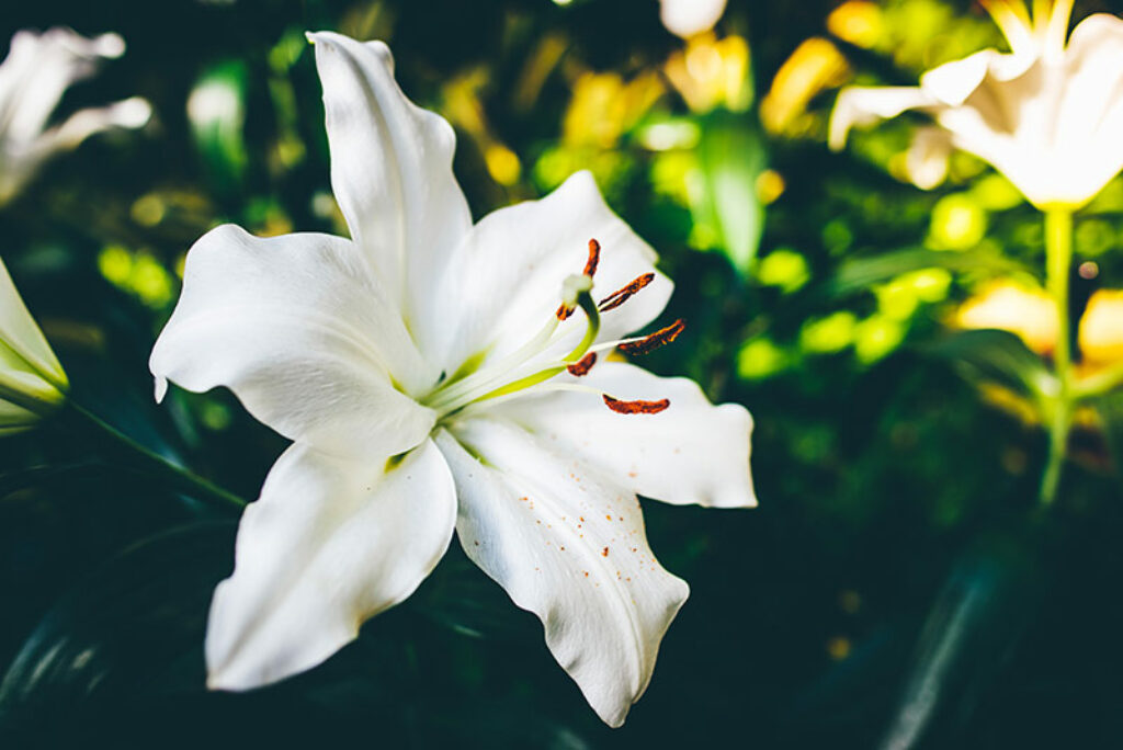 fresh cut lily flowers to hide weed smell