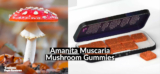 Beginner’s Guide to Amanita Muscaria Mushroom Gummies